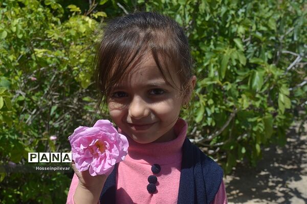 به ثمر رسیدن گل‌های محمدی در شهرستان خوسف