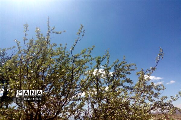 طبیعت زیبای روستا سنجدوک
