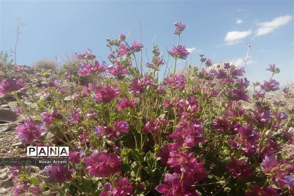 طبیعت زیبای روستا سنجدوک