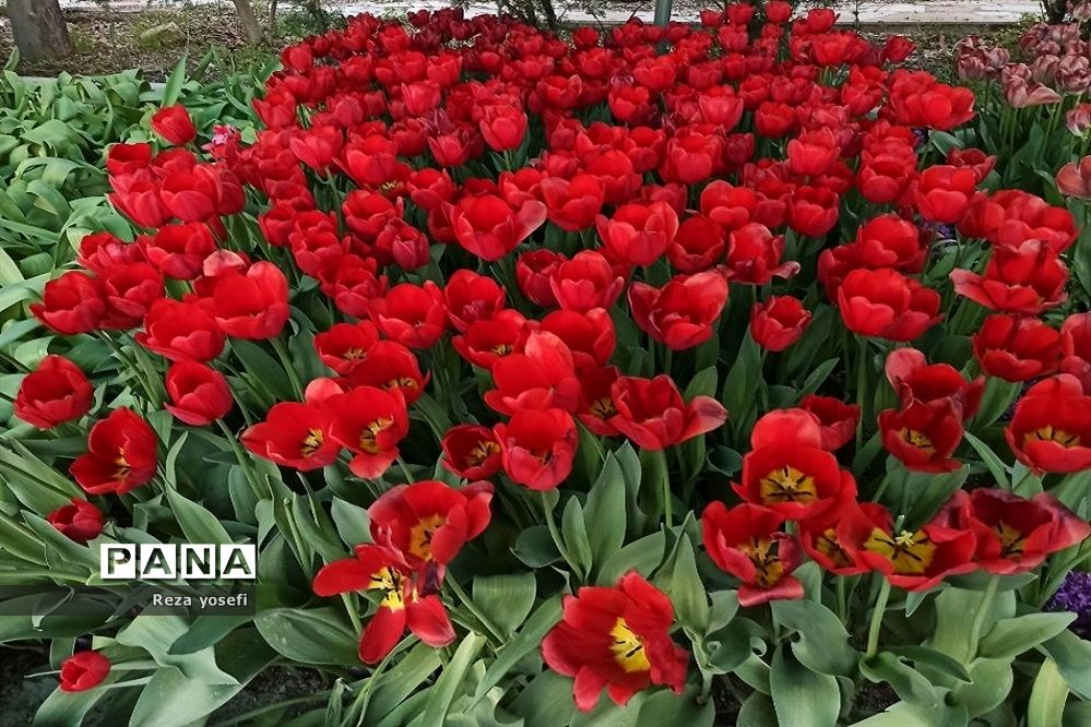 کاشت ۲۰۰ هزار لاله در پیاده رو خیابان زرافشان تهران