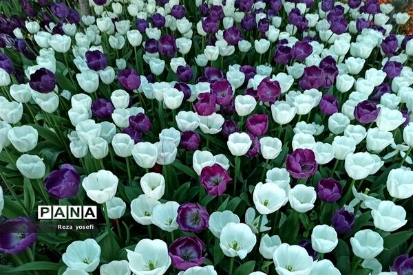 کاشت ۲۰۰ هزار لاله در پیاده رو خیابان زرافشان تهران