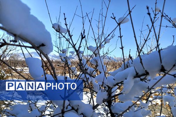 رد پای برف در باغات نهضت آباد اصفهان