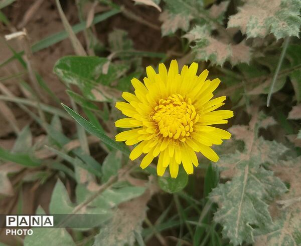 بازگشت بهار؛ آواز دوباره‌ی زندگی