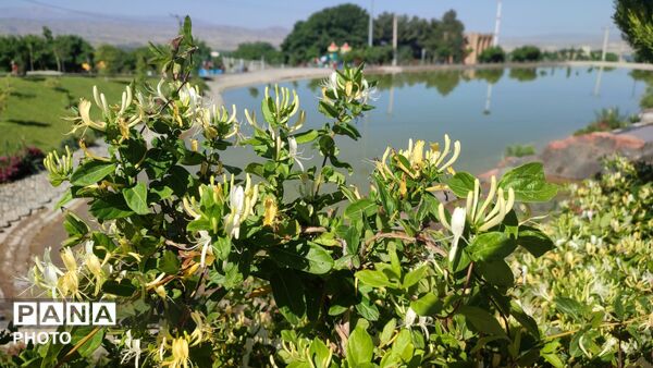 روایت جاذبه‌های طبیعی و فرهنگی زیبای تویسرکان 