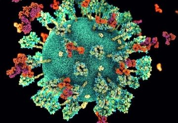 اقدامات پیشگیرانه ایران درباره بیماری «مرس»