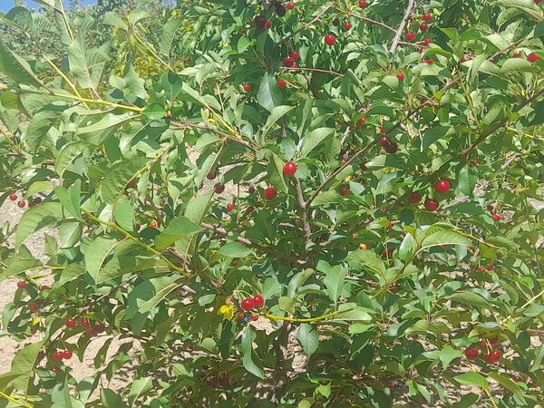 میوه‌های خوش‌رنگ و لعاب بهاری در روستای مارکده