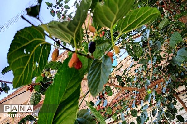 فصل چیدن یاقوت های چشم نواز در شهر بار نیشابور-۱