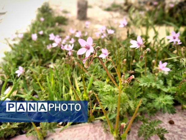 فصل بهار؛ آغاز پادشاهی سبزه و گل‌ها بر شهرستان بروجن