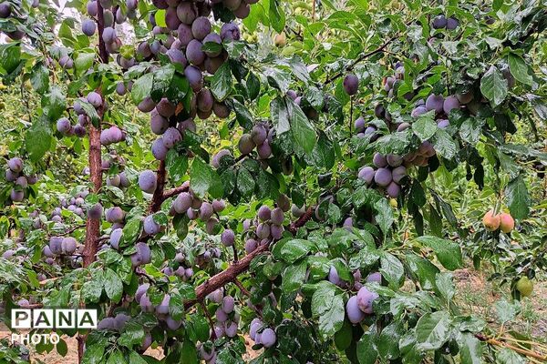 بارش غیر منتظره باران در تابستان ۱۴۰۵شهر بار نیشابور