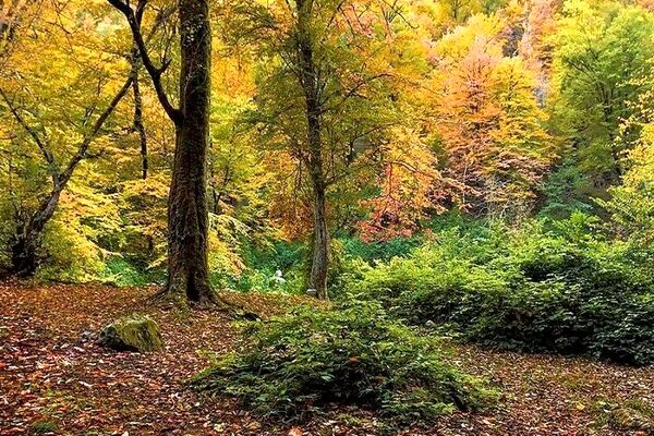 تثبیت مالکیت سازمان حفاظت محیط‌زیست بر ۷ هزار متر مربع اراضی پارک ملی گلستان