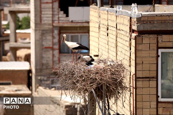 بازگشت لک لک ها به آشیانه در مایان، نوید زنده شدن دوباره طبیعت