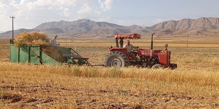 گندم، یکی ازمحصولات کشاورزی در روستای گزکوه 
