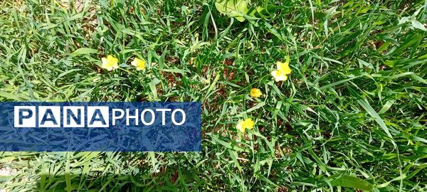 شکوفه‌های بهاری در شهرستان سملقان