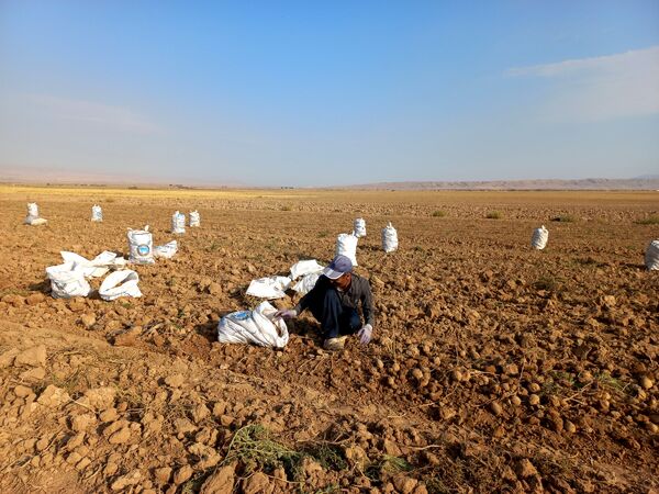 برداشت محصول سیب زمینی در روستای داغیان