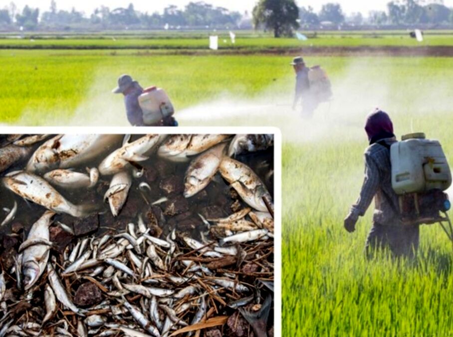 نظارت بر صید غیرمجاز: وعده‌های روی کاغذ یا عملی واقعی در دریا