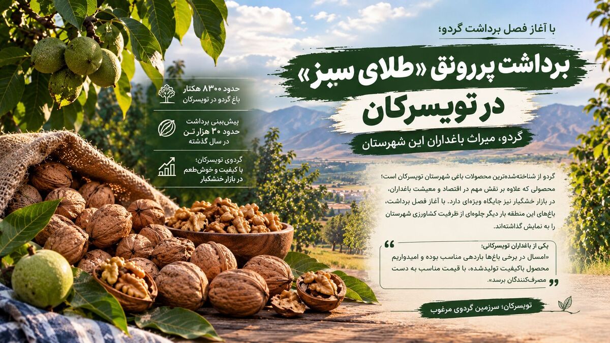 برداشت پررونق «طلای سبز» در تویسرکان؛ گردو، میراث باغداران این شهرستان
