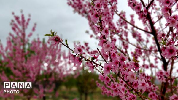 شاخه های درختان فتح آباد،ترانه‌ی شکفتن سرودند