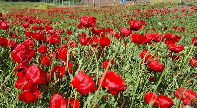 دشت شقایق کیاسر، تابلوی نقاشی طبیعت در مازندران