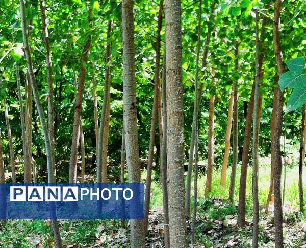 مارکده، سرزمین طلایی بادام و گردو؛ گنجینه‌ای از طعم و سنت در دل سامان