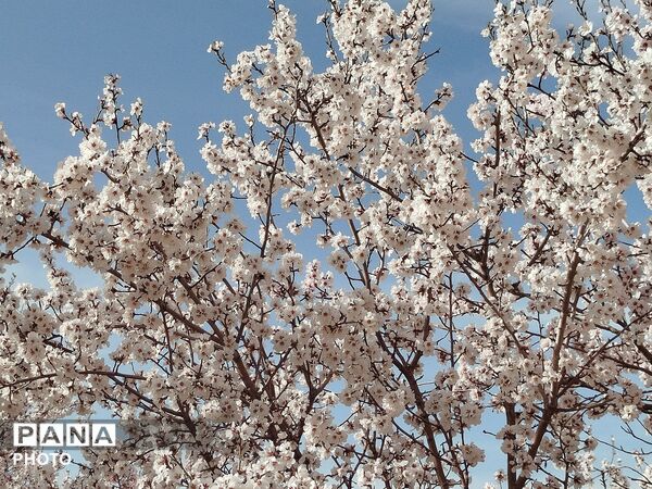 شکوفه‌های بهاری شهر بن، نویدبخش طراوت و زندگی دوباره