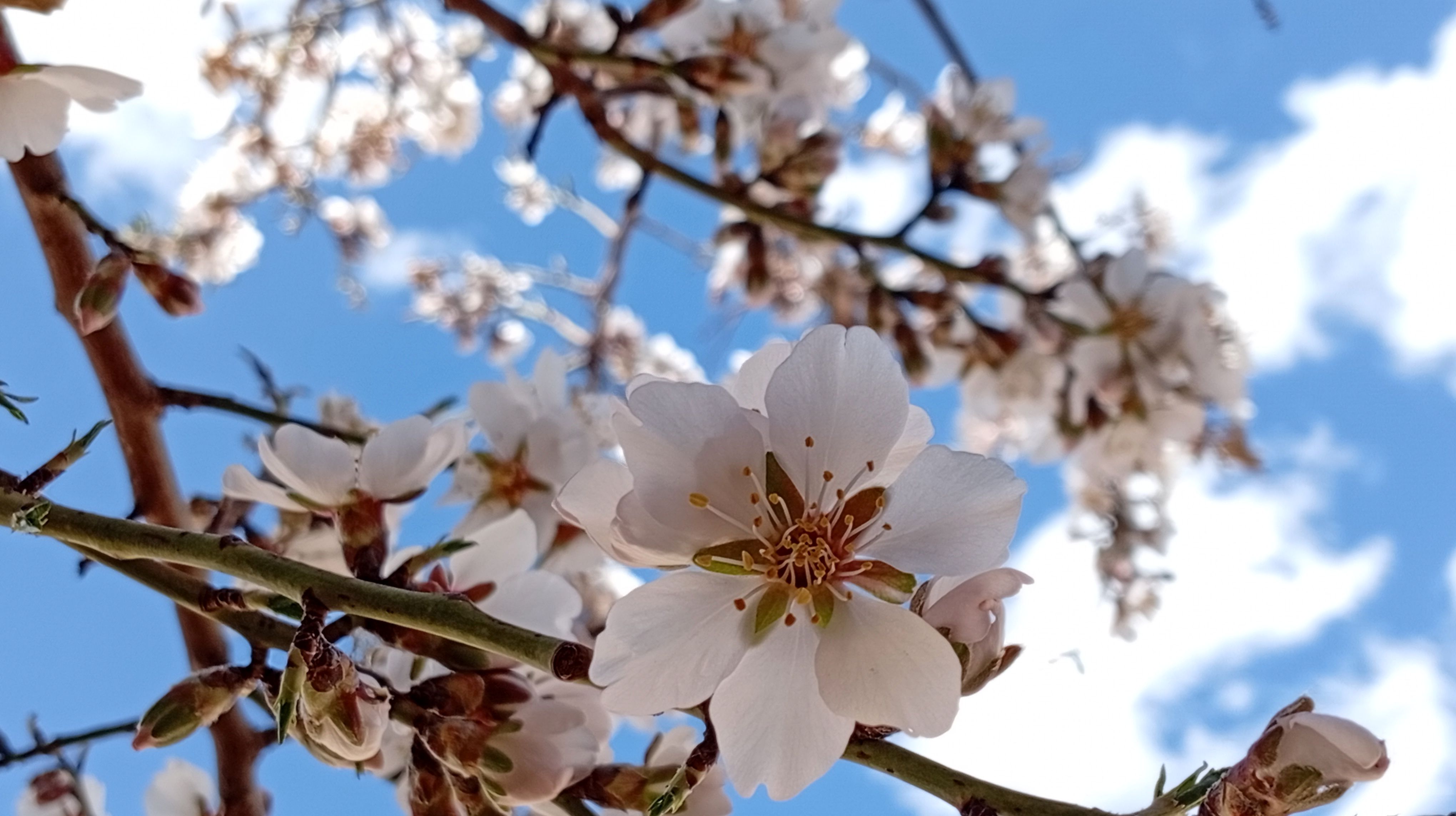 آوای گوش‌نواز بهار در طبیعت شهرستان‌بن