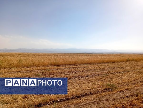 گندم، یکی ازمحصولات کشاورزی در روستای گزکوه 