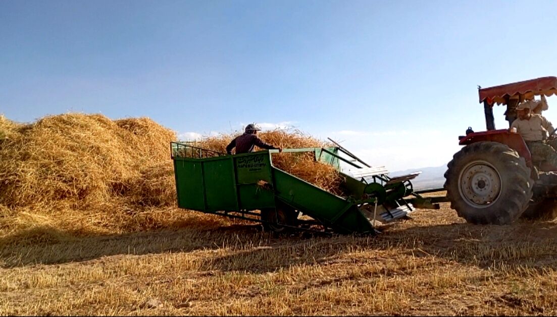 برداشت گندم در روستای گزکوه