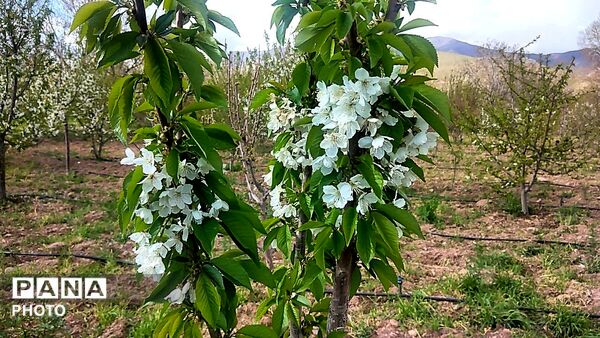 رویش شکوفه ها در روستای عیش آباد