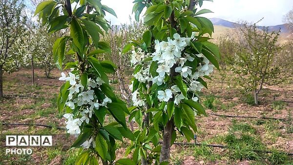 رویش شکوفه ها در روستای عیش آباد