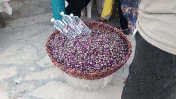جشنواره آلبالو و گیلاس روستای اناج