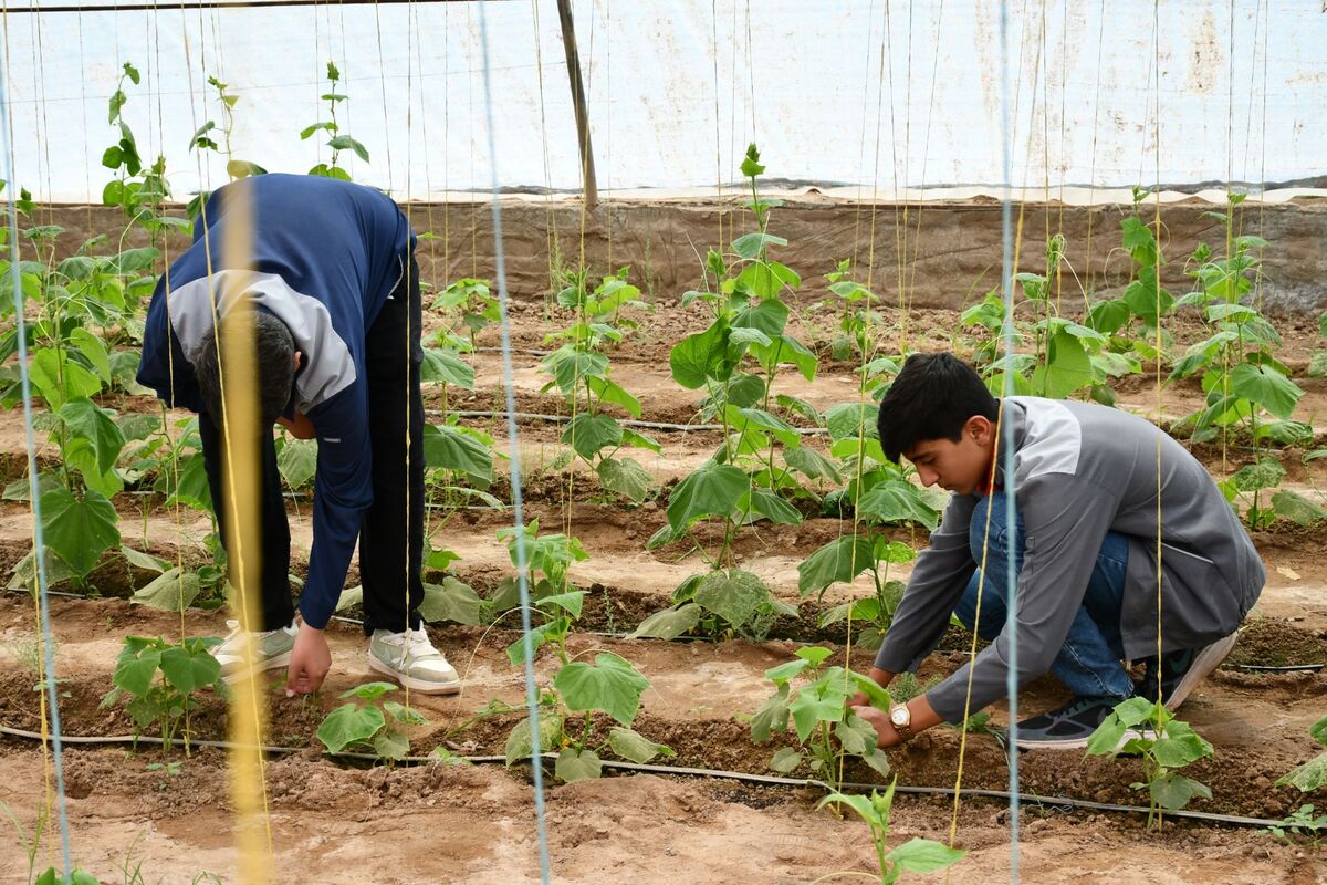 عضو کمیسیون کشاورزی مجلس: هنرستان‌ها نقش مهمی در تقویت تولید داخلی و تربیت نیروی ماهر دارند