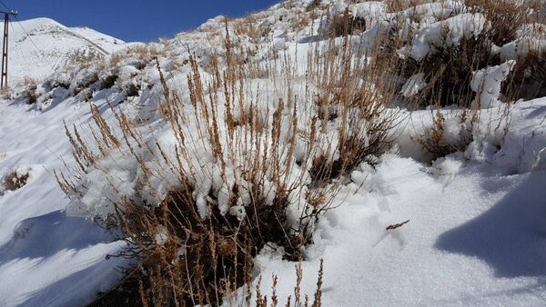 بارش برف در روستای اصقول سربیشه