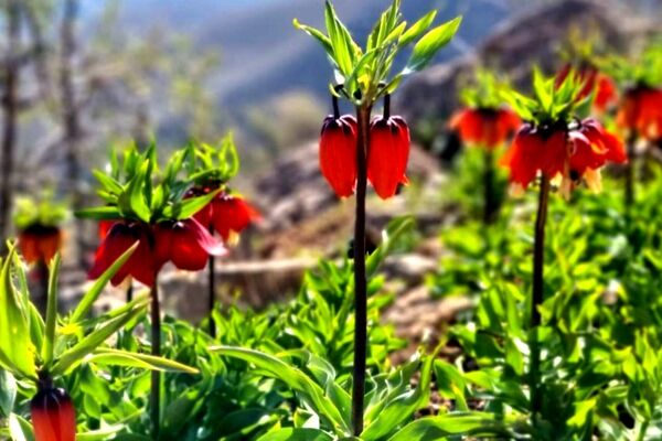 چهارمحال‌وبختیاری در اوج رنگ؛ روایت تصویری از لبخند گل‌ها