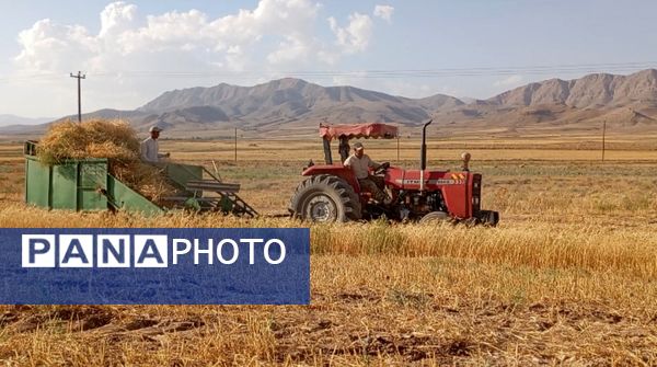 برداشت گندم در روستای گزکوه