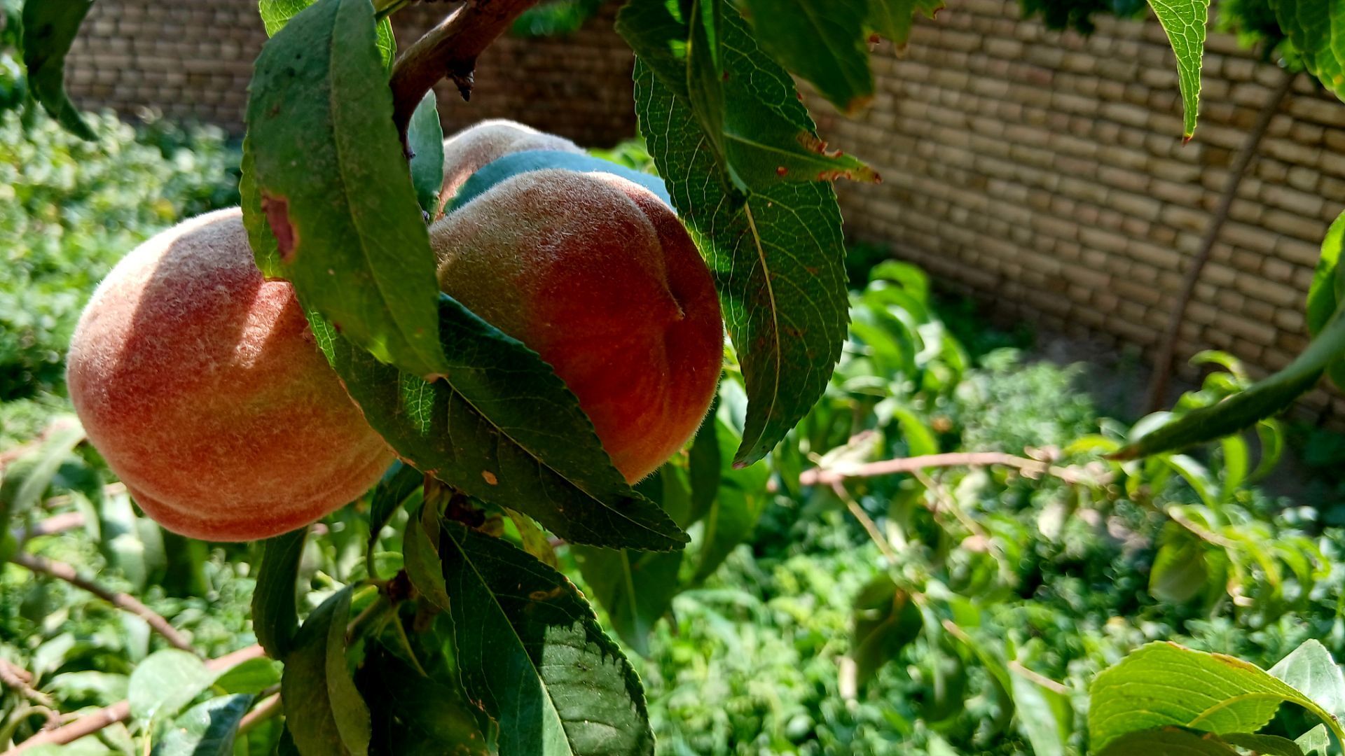 نقشِ رنگ بر پهنه خاک؛ از دلِ طبیعتِ کمری