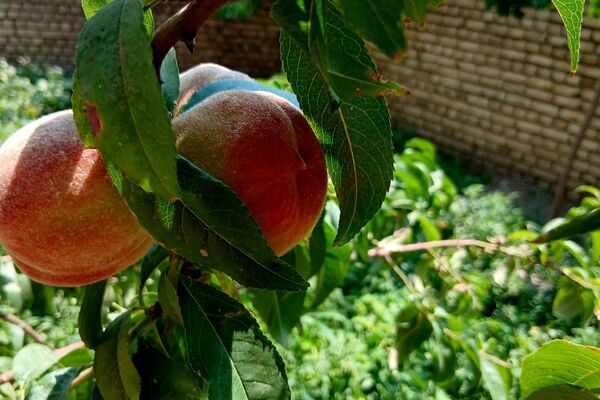 نقشِ رنگ بر پهنه خاک؛ از دلِ طبیعتِ کمری