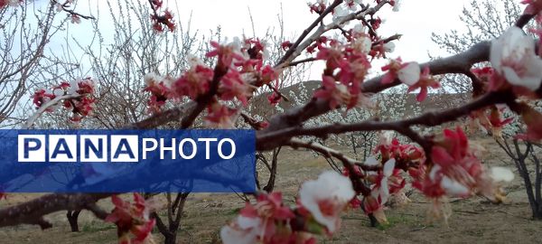 شکوفه‌ها در فصل بهار