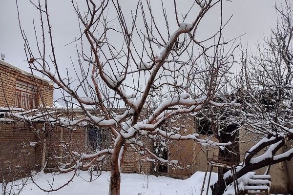 درختان شهر زیبای بار رخت سفید برف برتن کردند