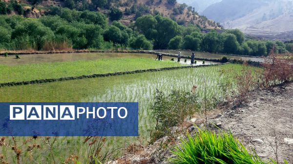 کاشت برنج در روستای بیدله 