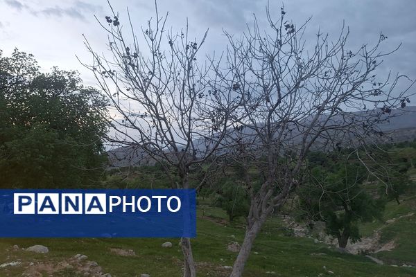 قبرستانی تاریخی و سرسبز به قدمت چند صد ساله در فارس