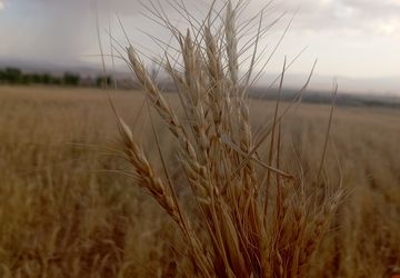 خشکسالی در روستای گزکوه