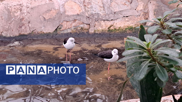 باغ پرندگان قم: جاذبه‌ای بی‌نظیر در قلب کشور