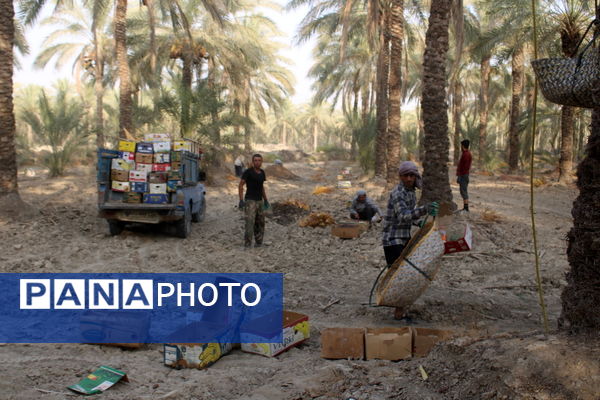 برداشت خرما در منطقه آبپخش