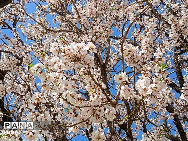 رویش شکوفه های امید در فصل بهار روستای برزنون 