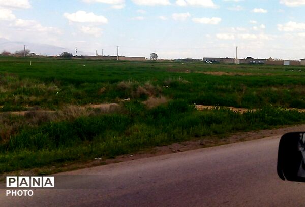 زمین های جاده نیشابور-میان‌جلگه میزبان بهار شد 