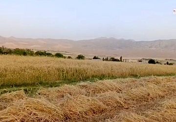 روایت طلای زرد با دستان پینه‌بسته به‌صورت سنتی در شهر کلاته رودبار