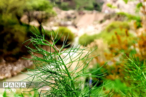 طبیعت دِراز‌رود؛ زیباترین تابلوی سبز لردگان