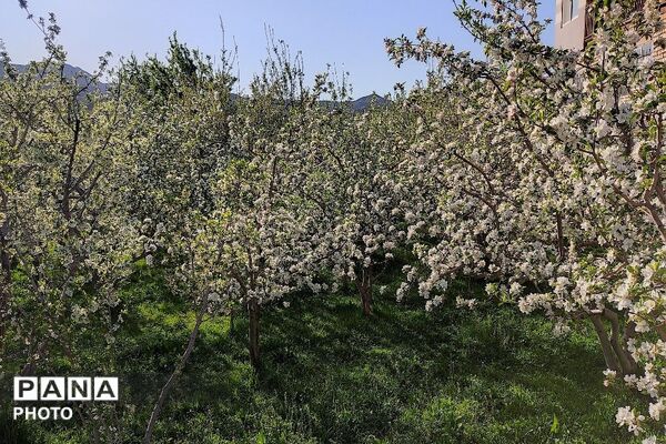 آلبوم تصویری از طبیعت زیبای شهر بار در اردیبهشت‌ماه  ۱۴۰۵ -1