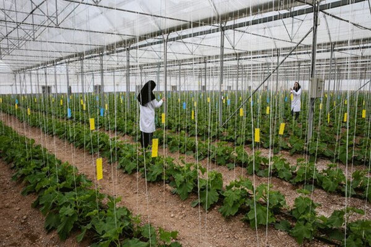 همکاری نزدیک با وزارت آموزش و پرورش برای فرهنگ‌سازی مصرف و تربیت کشاورزان آینده