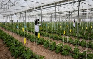 همکاری نزدیک با وزارت آموزش و پرورش برای فرهنگ‌سازی مصرف و تربیت کشاورزان آینده